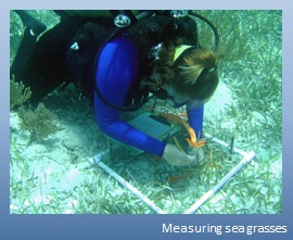 Measuring sea grasses